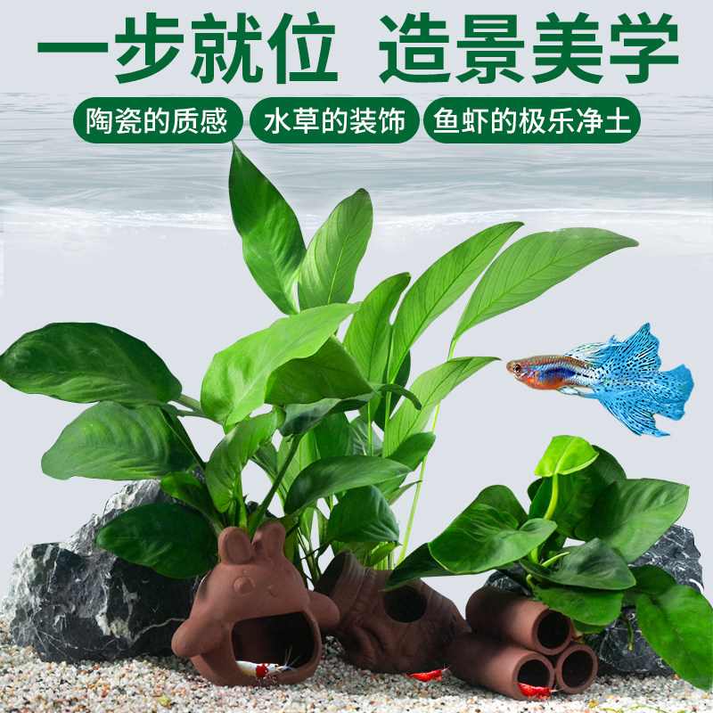 鱼缸造景水草植物全套餐装饰懒人陶罐水榕装饰品小鱼虾摆件躲避屋,宠物/宠物食品及用品,水草,淘宝优惠券,粉丝福利购,淘宝优惠卷