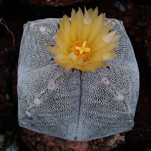 【三只蝴蝶-仙人球四角鸾凤玉】会开花多肉植物随机发货花色落地