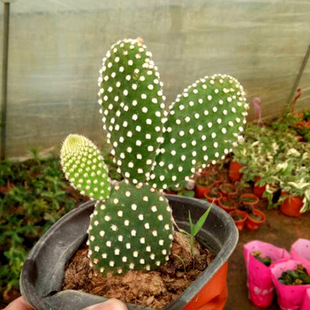 仙人掌多肉植物白毛掌黄毛掌千佛手千手观音室内室外绿植盆栽花卉