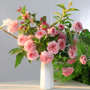 海蒂 花苗亚伯拉罕大花灌木可爬藤阳台开花植物花卉盆栽 花园月季