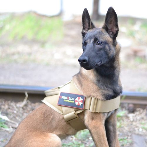 遛狗战术牵引绳胸背带中大型犬K9背心式牵引套装德牧金毛马犬套背