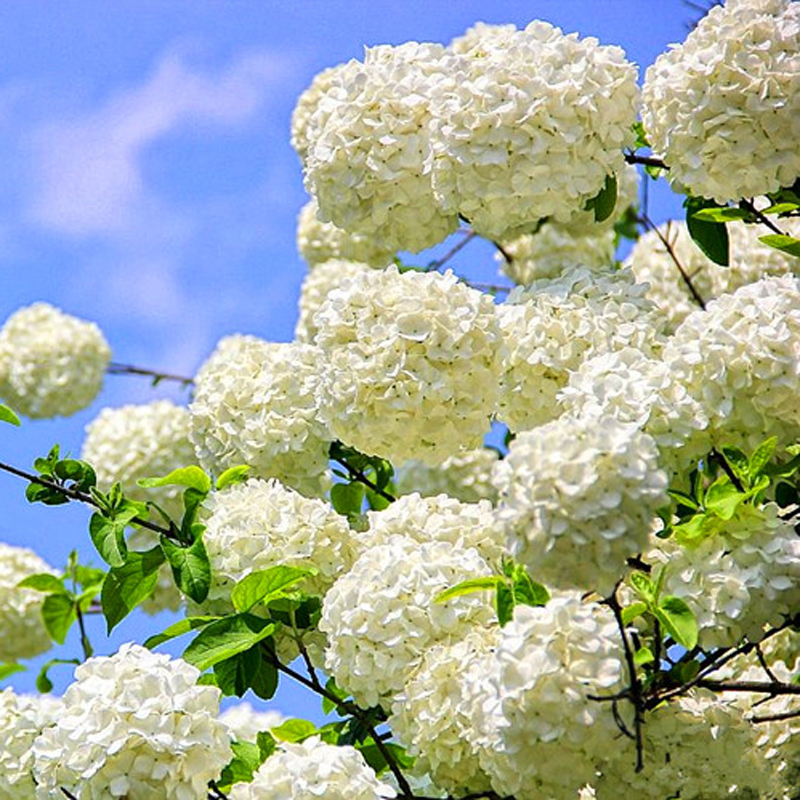 海蒂的花园 中华木绣球荚蒾灌木庭院大型造景植物木本花卉盆栽苗