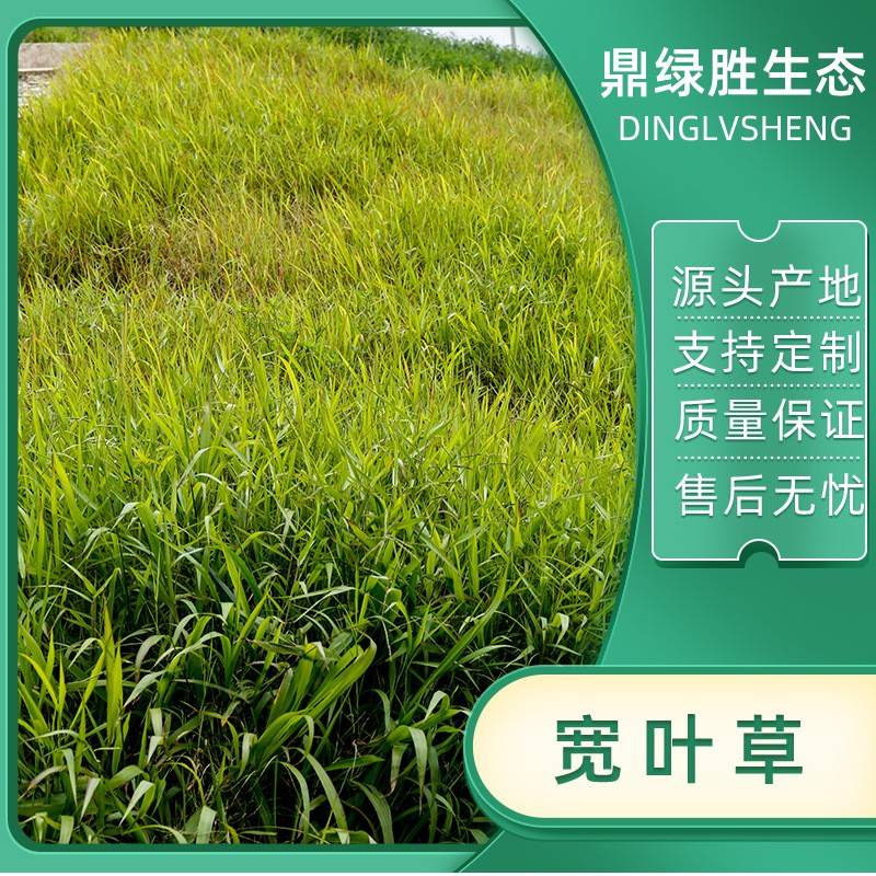 边坡矿山绿化种子宽叶雀稗大叶草本地百喜草种子宽叶草草籽