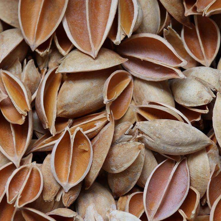 本漂小梧桐白壳BQN花荷莲花色原材料,家居饰品,餐桌花艺,淘宝优惠券,粉丝福利购,淘宝优惠卷