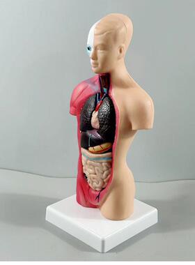生人体内脏解官剖模型医学教具器系统构结产148人体模型28CM躯干B
