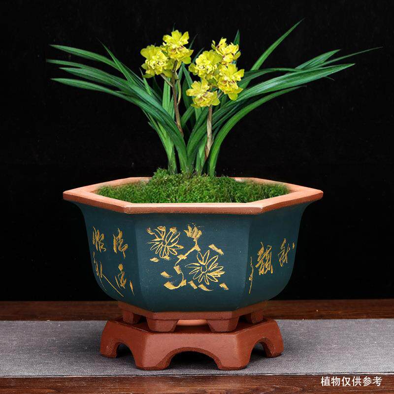 紫砂花盆带春底座君子盆兰蕙建兰花卉园艺AWF桌面绿植多肉老桩景