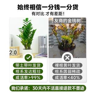 室内植树物大型金钱栽客厅好绿养植摇钱盆串子盆景小MAITOMQK发财