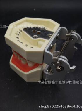 8颗牙模型备牙2模型全口可换仿真58442牙齿备洞备拆冠上橡皮章练