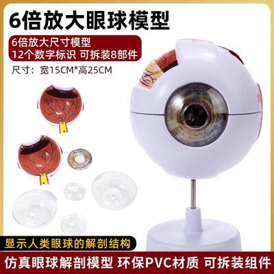 人眼体珠球仿真模型6倍放大眼睛结构造解剖眼模型教学仪856器具医