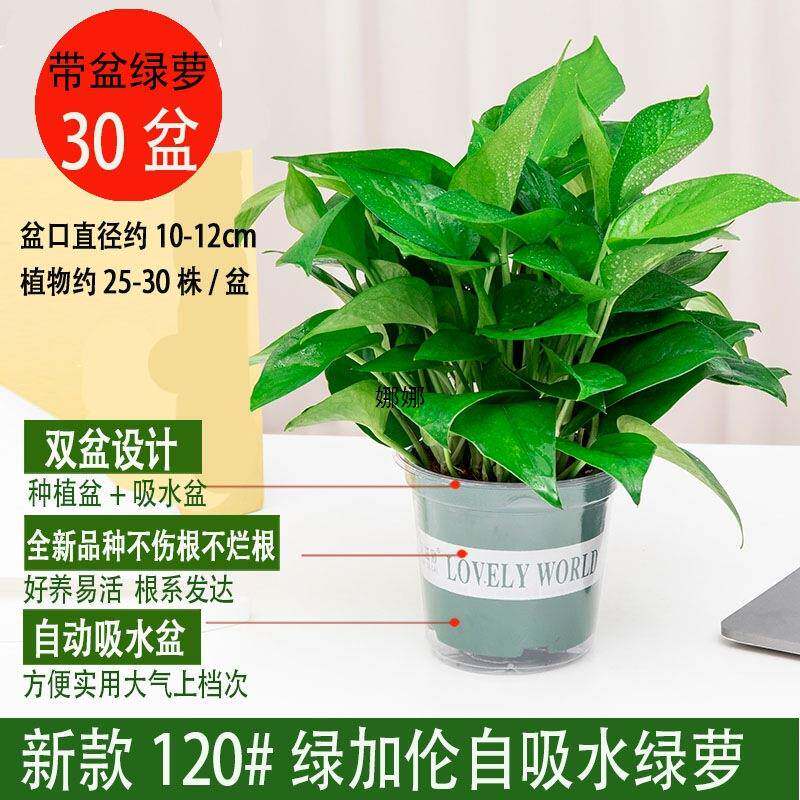 新房吸除甲醛绿绿萝盆wzh10189栽室内植物净箩化空气植客厅大叶绿