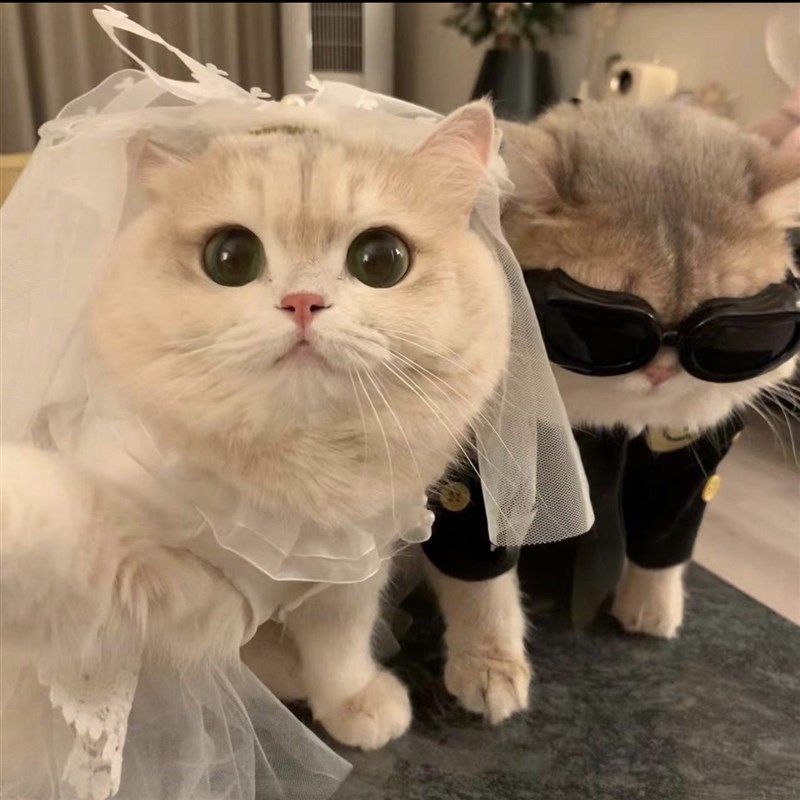 宠物猫狗通用公主纱裙装扮猫咪婚纱头纱狗狗婚礼搭配服装仙女裙子,宠物/宠物食品及用品,狗宠物服装/雨衣,淘宝优惠券,粉丝福利购,淘宝优惠卷