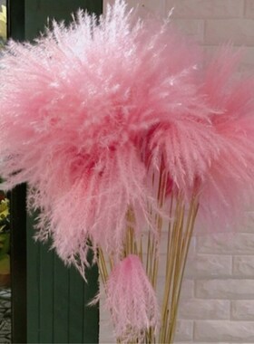 干花芦苇蒲苇花粉色彩色咖啡店摆件芦苇蓝色韩风时尚欧美北欧风格