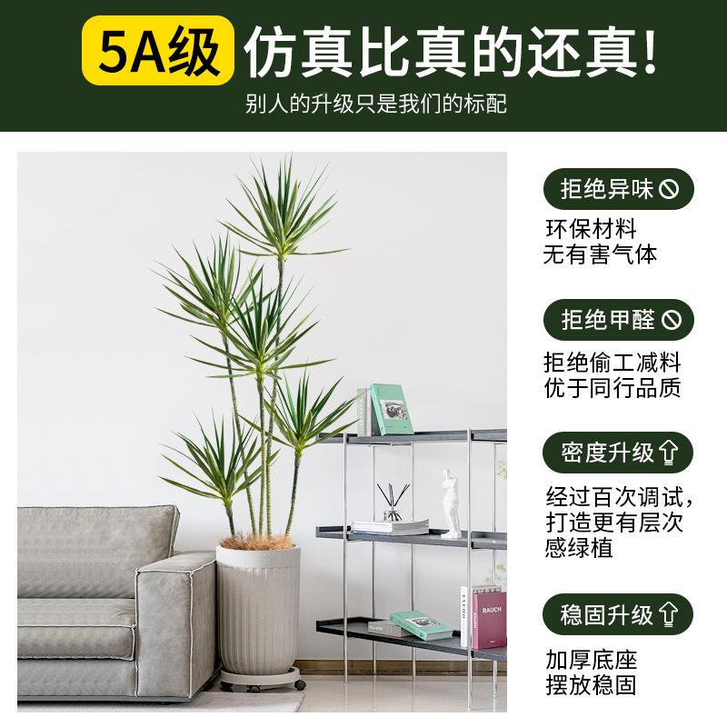 植物盆景栽室内盆客树厅绿龙舌兰轻龙A1236765血室内装饰摆件落装