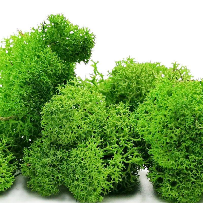 永生苔藓云昆整盒黄绿色苔藓草软装盆景背南景永生苔藓植物墙装明