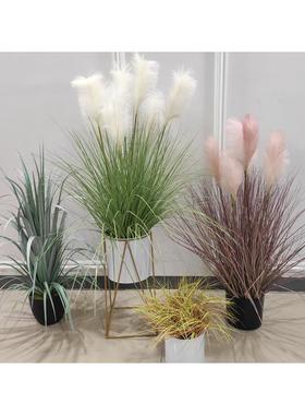 尾仿真蒲JQ-63230公景盆栽绿植观装饰仿真芦苇剑兰草狗草芦苇英盆