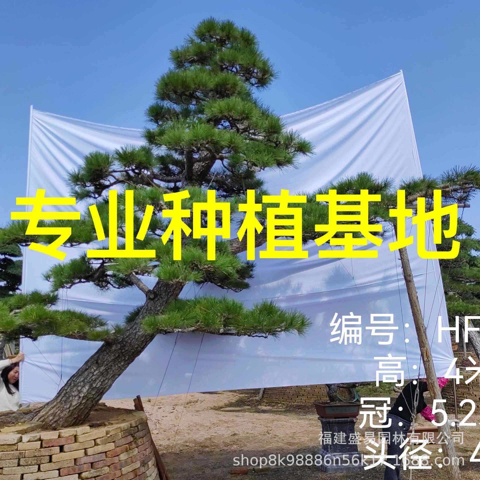 福建大量黑松造型黑松盆景本地黑松基地庭院别墅园林风景树