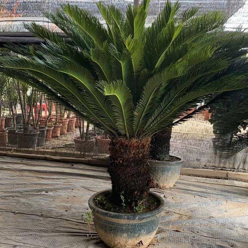 大型铁树盆栽墨西哥铁树假植苗庭院苏铁树基地耐寒常青绿植