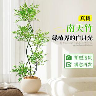 南天竹盆栽客厅真树绿植办公室内沙发边大型落地旺宅真花大号禄植
