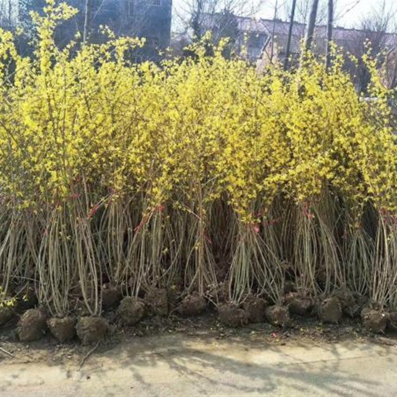 连翘树苗绿化苗连翘苗庭院绿化工程苗木迎春花风景树苗黄老虎小苗