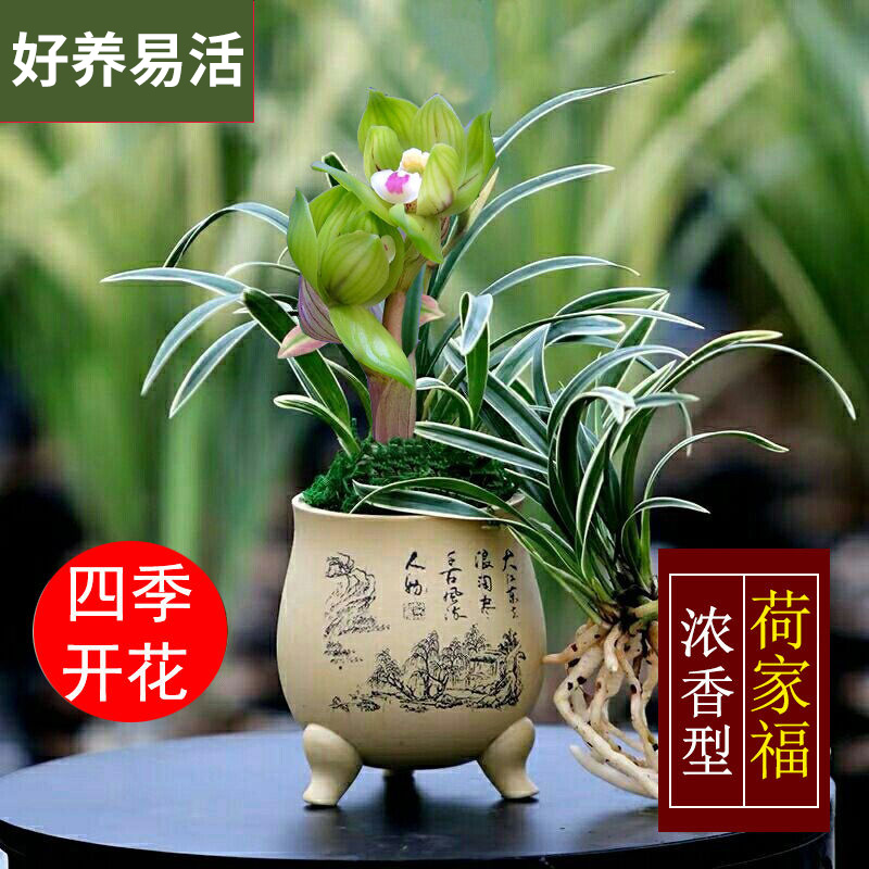 四季开花兰花苗名贵品种 金边矮种浓香型夏带花苞室内外绿植盆栽