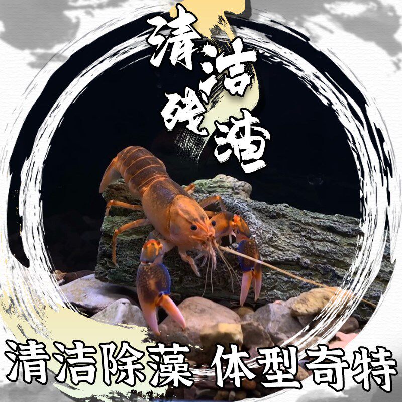 紫火山破坏者虾观赏虾鳌虾小龙虾冷水饲养淡水宠物虾