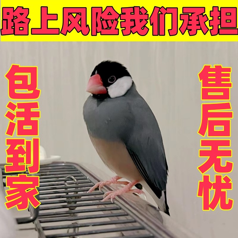 灰白文鸟珍珠鸟白文鸟灰文鸟活萌宠物鸟中小型鸟观赏鸟一对小鸟活