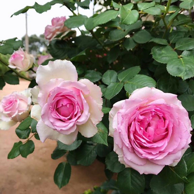 无刺爬藤蔷薇花浓香特大花四季开花藤本月季罗衣庭院阳台花墙拱门