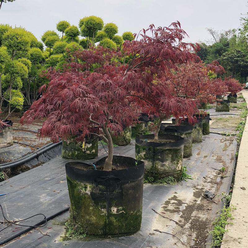 小红枫造型羽毛枫家庭园艺盆栽盆景绿化花境植物观赏型植物