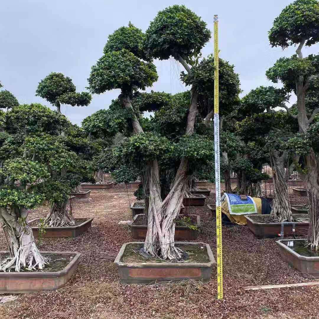 福建小叶榕盆景产地广东怪根小叶榕基地造型榕树桩景