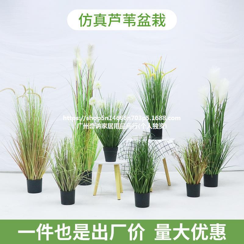 仿真芦苇狗尾巴340草橱洋葱绿草大型植物盆景服装地店窗落装饰植
