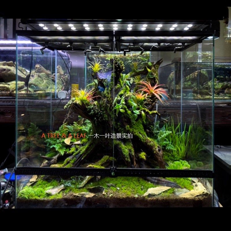 雨林缸包邮 生态缸 热带植物爬宠缸超白玻璃带排水口蛙变色龙守宫