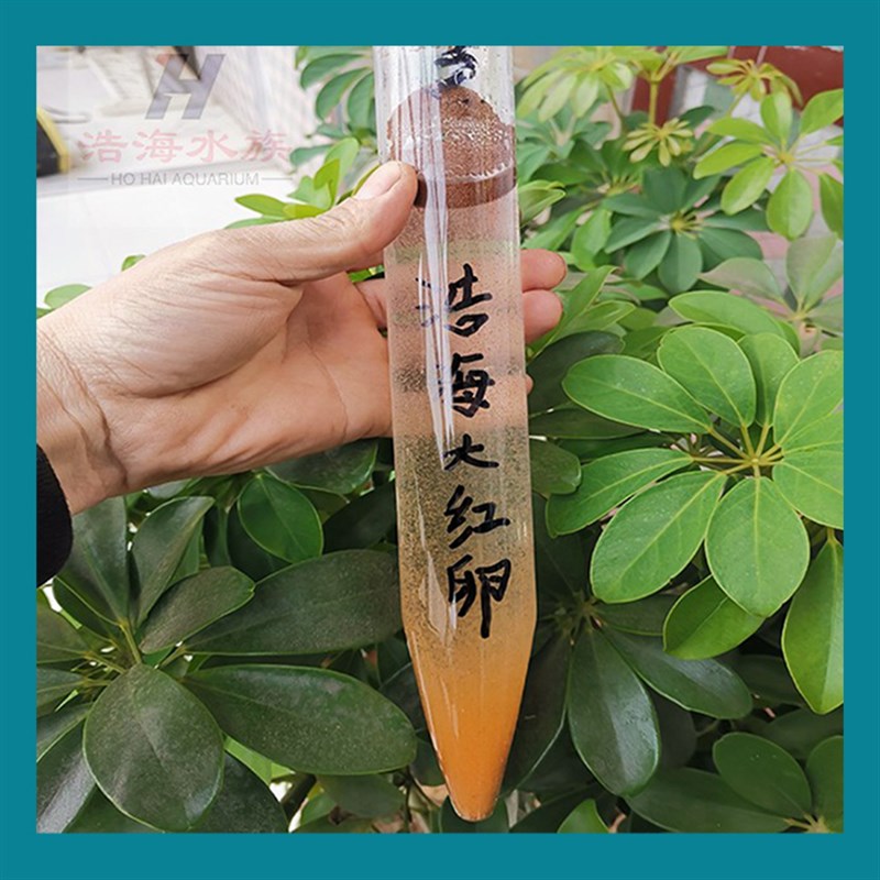 精品丰年虾卵可孵化大红卵超细卵卤虫卵鲈鱼水产鱼苗开口饲料鱼食