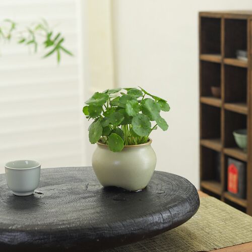 铜钱草盆栽室内桌面绿植花卉水培植物好养活四季常青净化空气盆景
