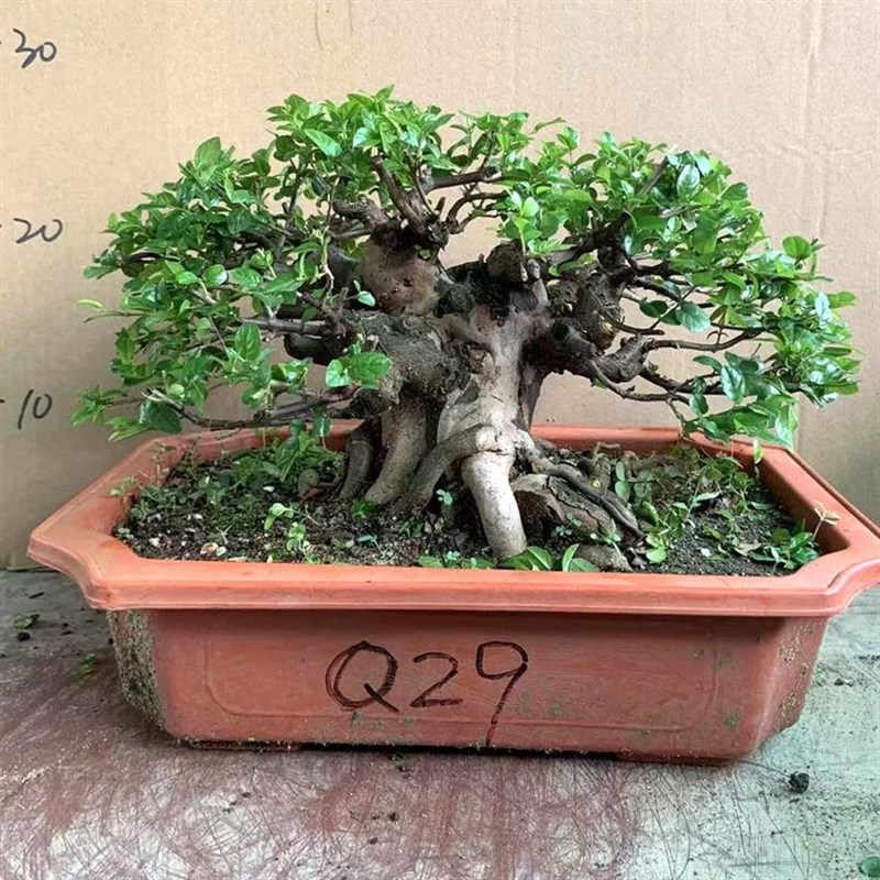 小叶红芽雀梅树桩盆景造型矮霸精品老桩净化空气绿植盆栽四季常青