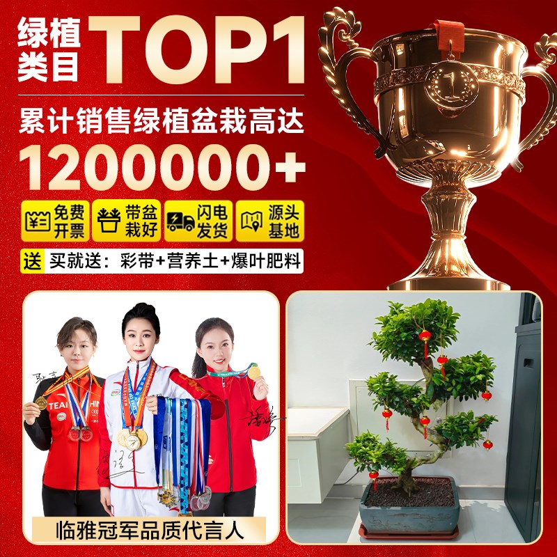 造型金钱榕大盆栽小叶盆景植物室内招财摇钱树客厅大型绿植发财树