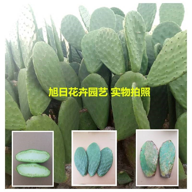 正宗墨西哥米邦塔食用仙人掌 药用仙人掌美容仙人掌外敷种植内服