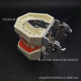 牙28颗模型备牙模型全口可拆换仿真牙冠66686齿备洞备上橡皮章练