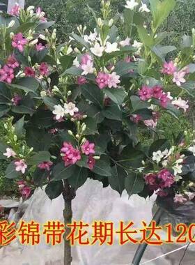 五锦小带花彩树树KKM苗盆栽锦带苗庭院大型耐寒风景树高杆五彩锦