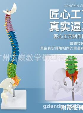 45CM彩色人体脊椎模型模脊椎带骨盆+股199骨人体脊柱型立式脊柱