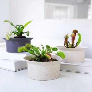 陶瓷苔大藓山乌龟盆花景盆小矮口径多肉块根陶粗陶F9679687陶盆白