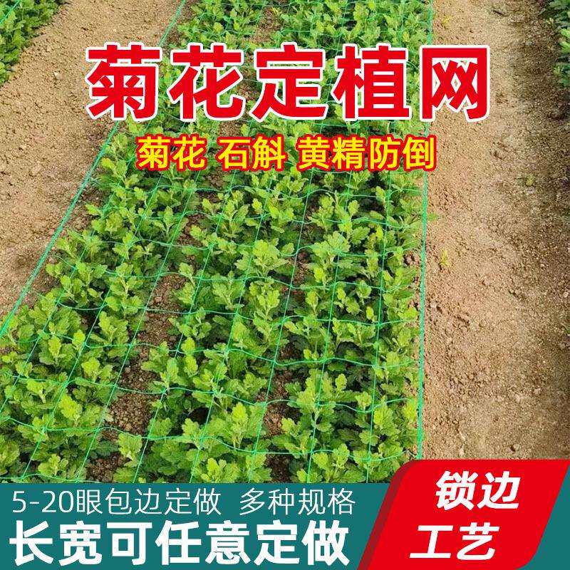 菊花种植网鲜切花网石斛黄精定植方格网百合康乃馨蒜黄大葱防倒网
