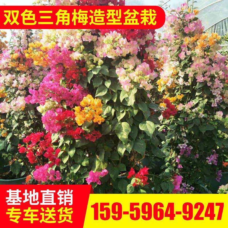 基地供应双色三角梅造型盆栽植物花卉园林绿化盆景立体造型