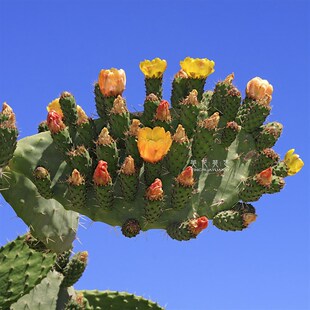 梨果仙人掌开花结果可食用多肉植物组合盆栽绿阳台植种植包邮