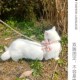 猫咪牵引绳猫绳子猫牵引防挣脱外出专用溜猫背带幼猫遛猫绳猫链子