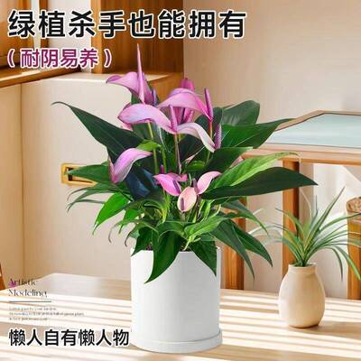 其他/oth香妃齐祖盆紫掌栽带花白掌一培帆风顺水植物小叶红掌内花