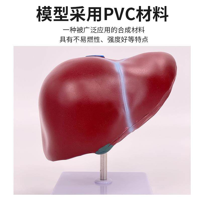 仿人体肝真脏模型肝解剖胰模型肝肠胆胰脾十二指浮雕病变肝397胆,文具电教/文化用品/商务用品,教学标本/模型,淘宝优惠券,粉丝福利购,淘宝优惠卷