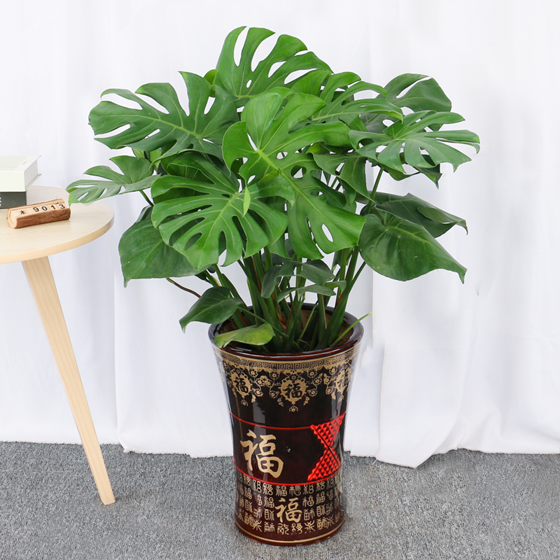 南宁木之意龟背竹植物盆栽室内室外耐阴热带雨林风大叶天南星科