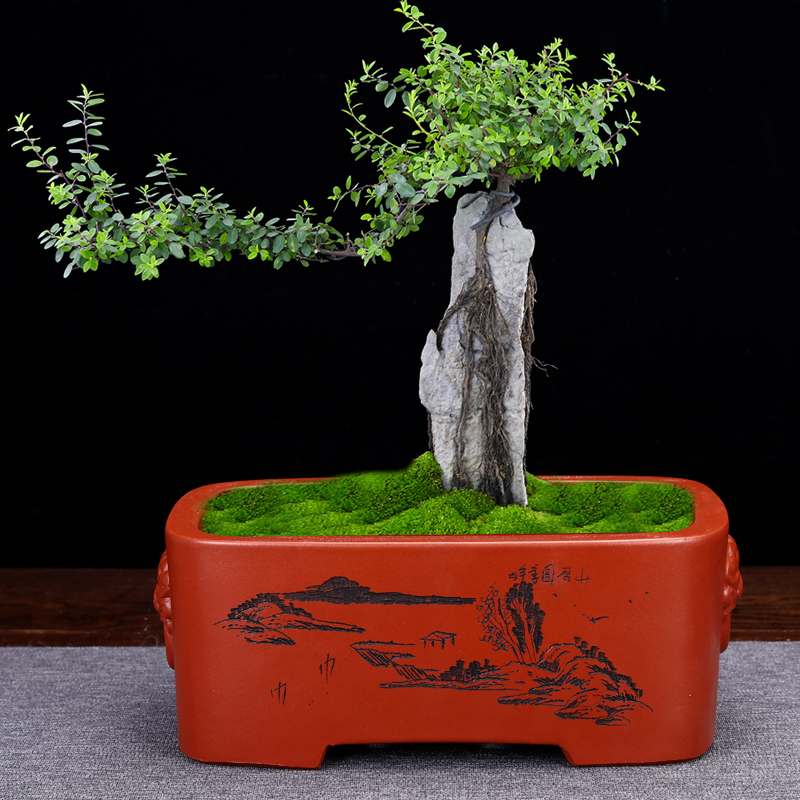 紫砂花盆盆景盆长方形兽头精品榕树老桩多肉客厅桌面绿植简约包邮