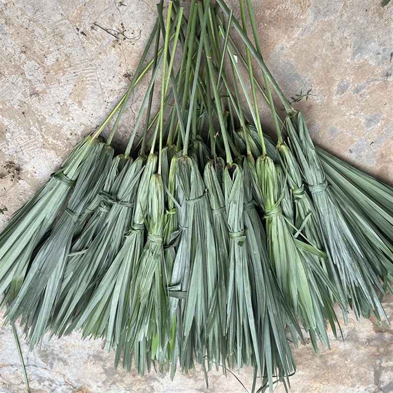 新鲜棕榈树叶棕树叶棕叶现砍棕榈叶包粽子捆绑绳子草绳带杆带把