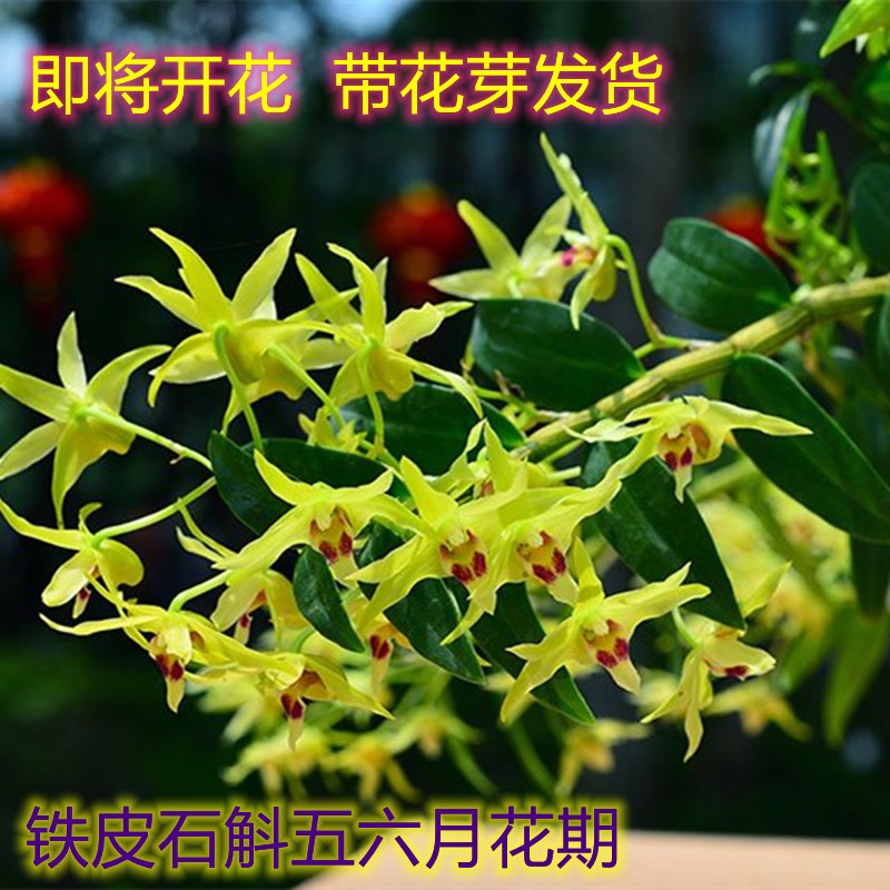 铁皮石斛苗开花植物可食用室内室外盆景绿植花卉带花盆鲜花园艺草